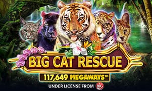 win88 Big Cat Rescue Megaways