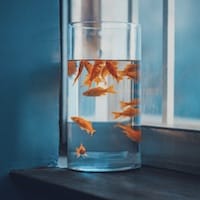 Avatar Mai Xuân Trang