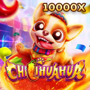 win88 Fachai Chihuahua Portrait